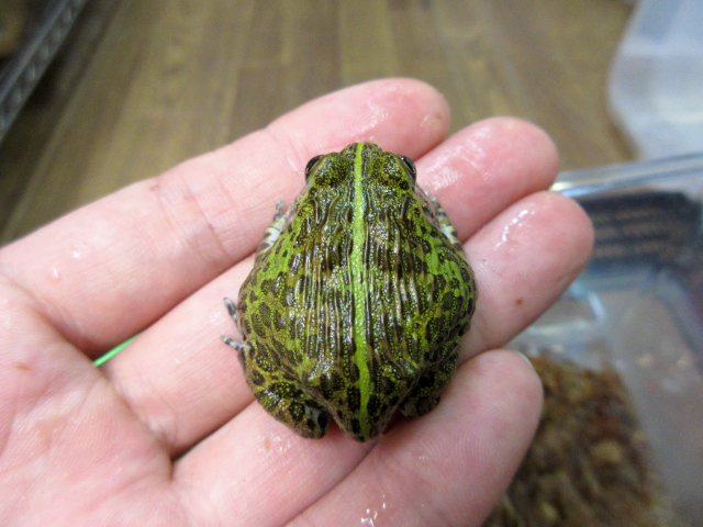 アフリカウシガエル(8)