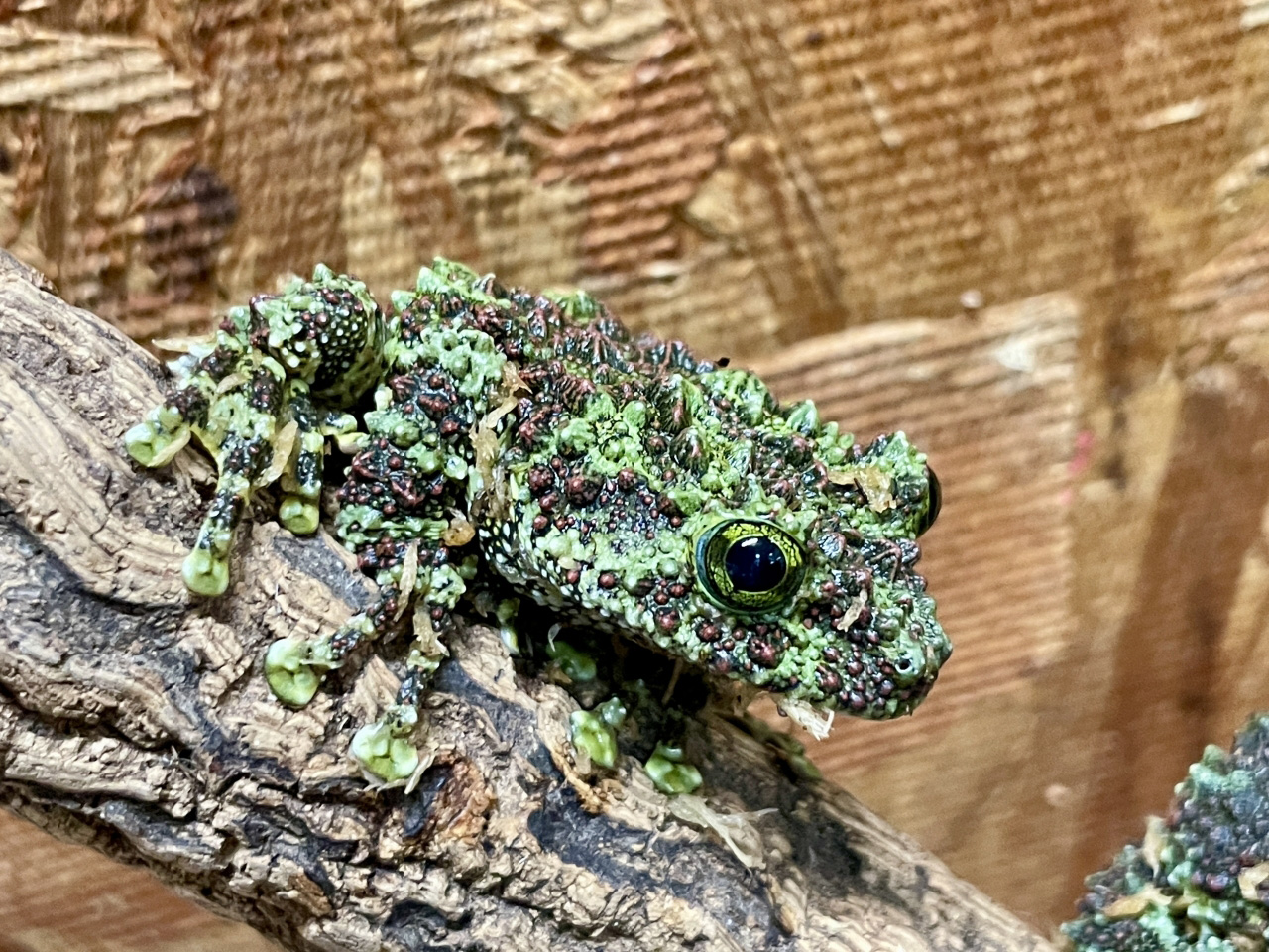 ベトナムモッシーフロッグ(6)