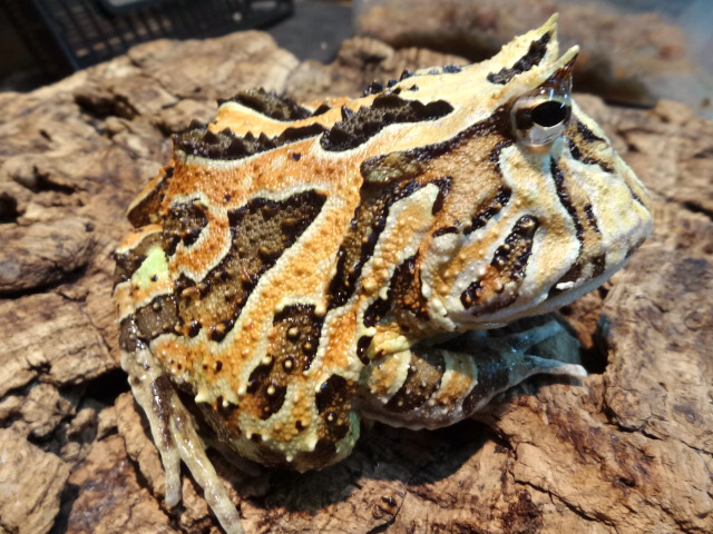 ファンタジーツノガエル(3)