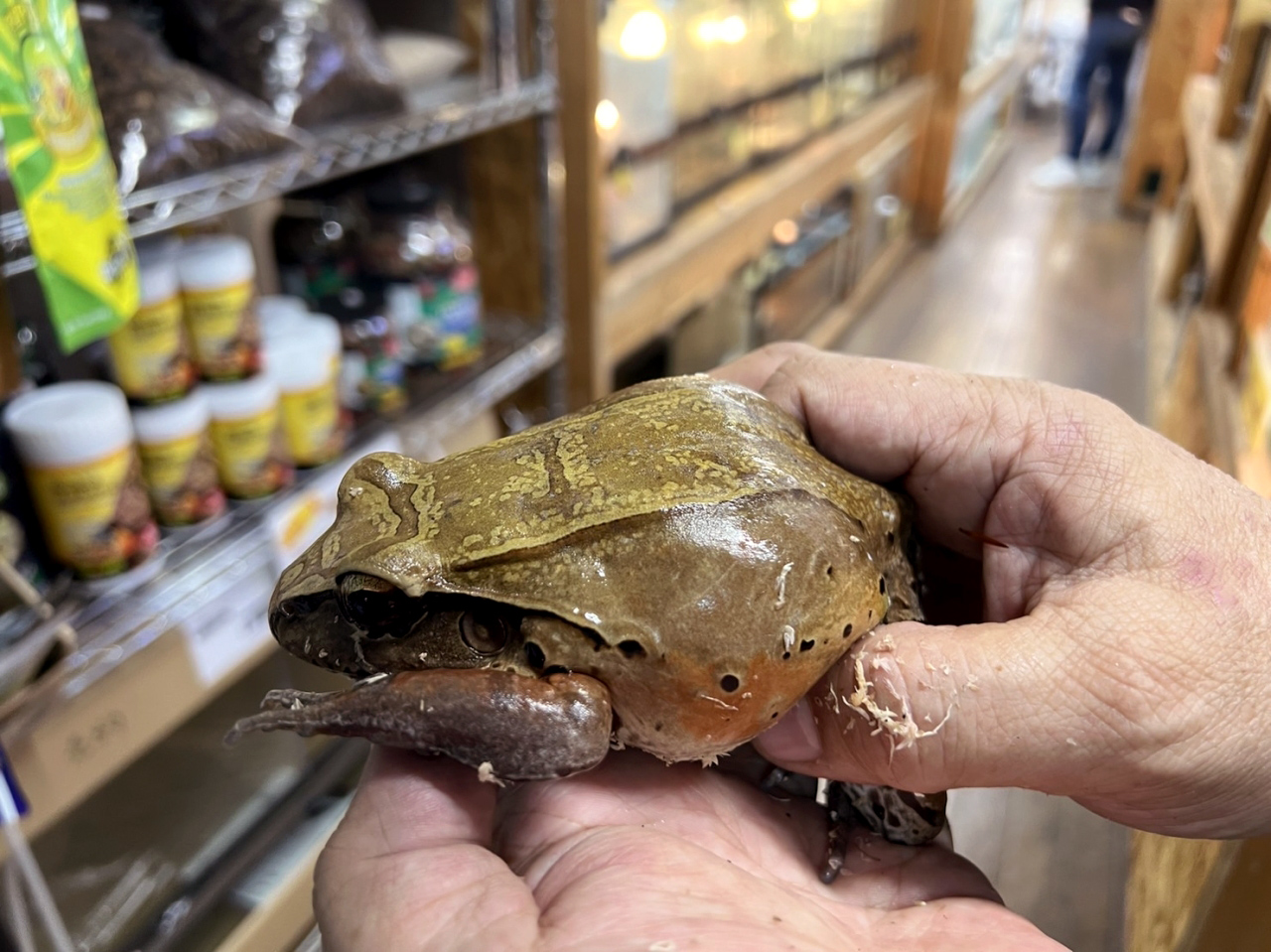 ナンベイウシガエル(3)