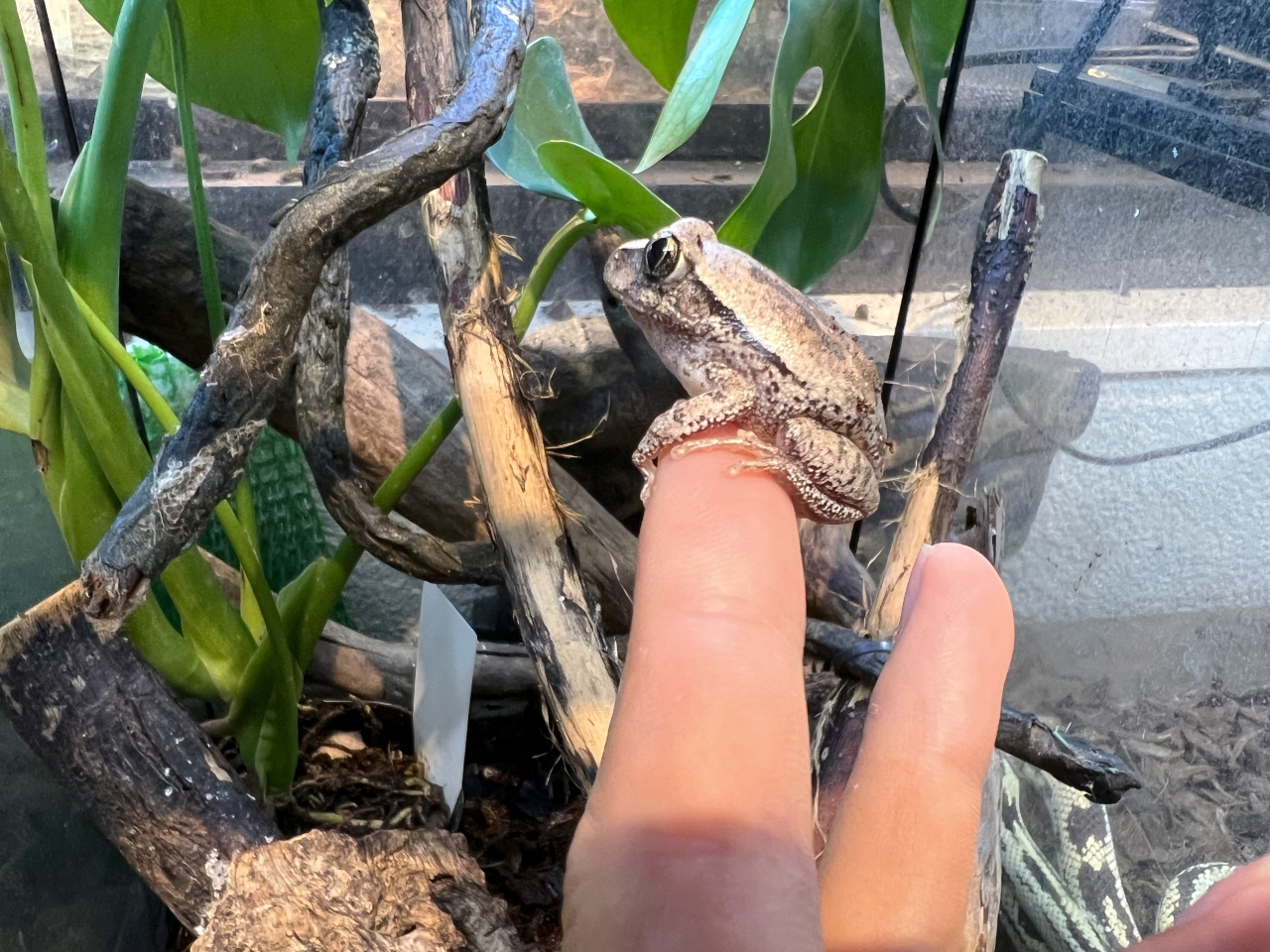 ヴィリディスオオクサガエル(3)