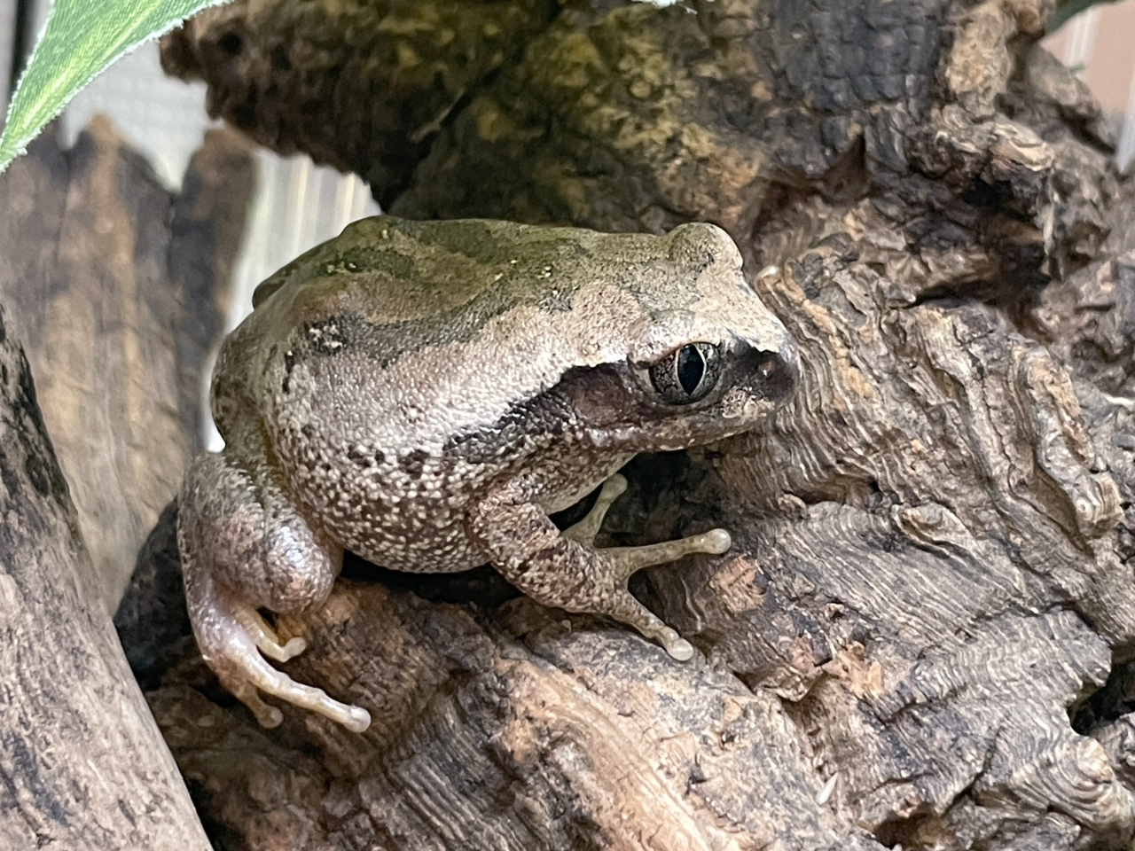 ヴィリディスオオクサガエル(5)