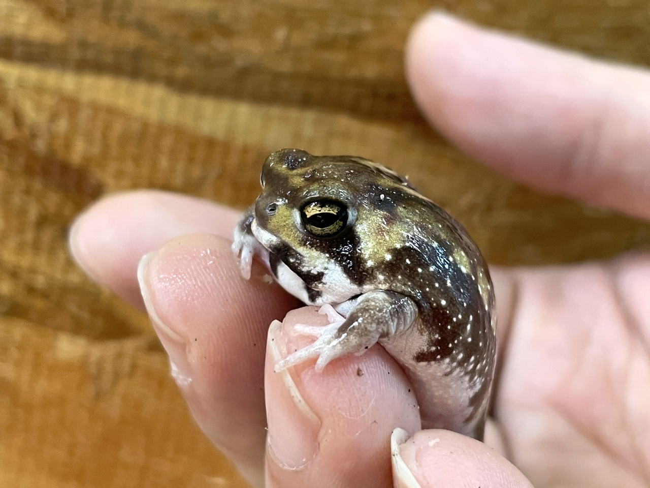 アメフクラガエル(9)