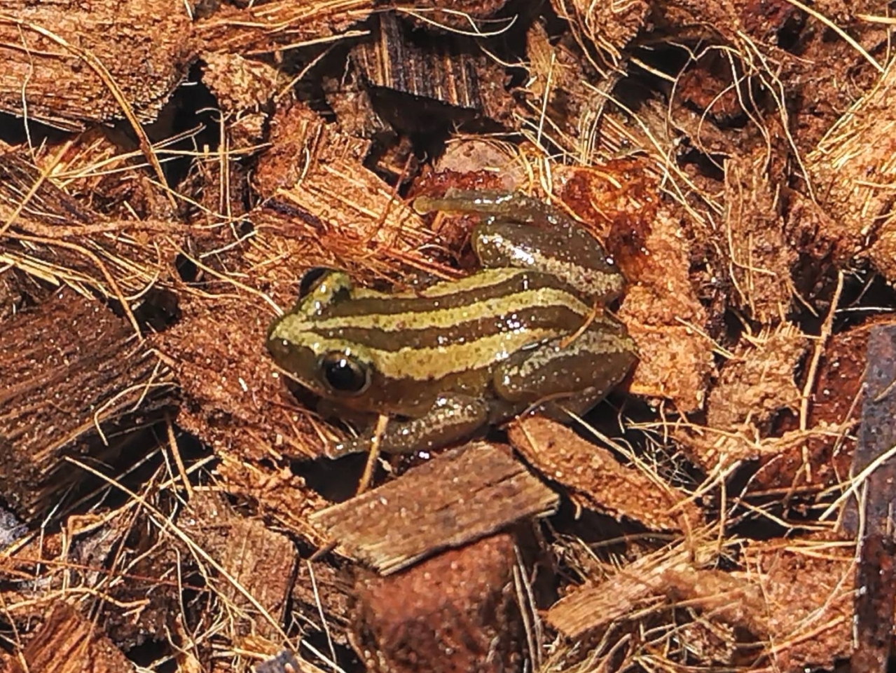 ミスジバナナガエル(1)