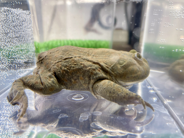 バジェットガエル