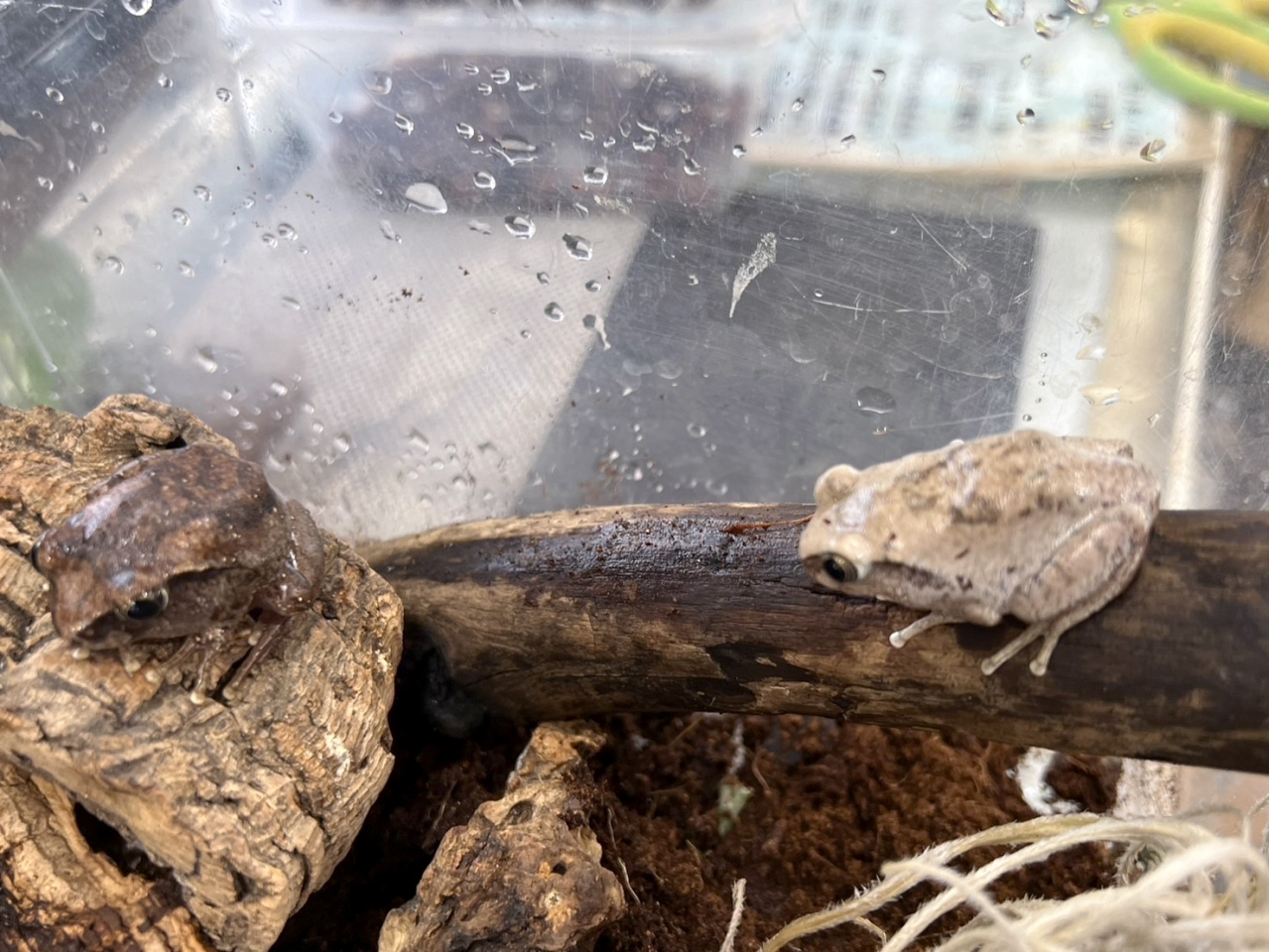 ワンガンオオクサガエル(2)