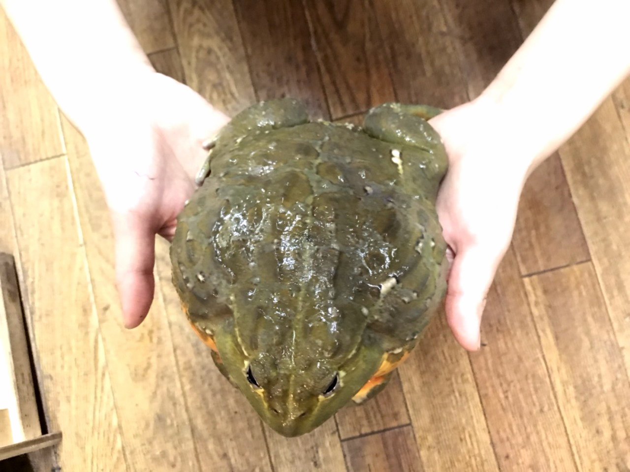 アフリカウシガエル(3)