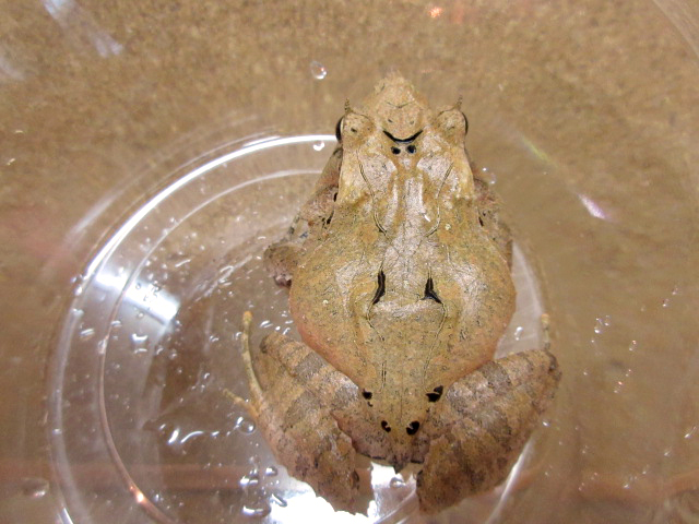 ハナトガリガエル(6)