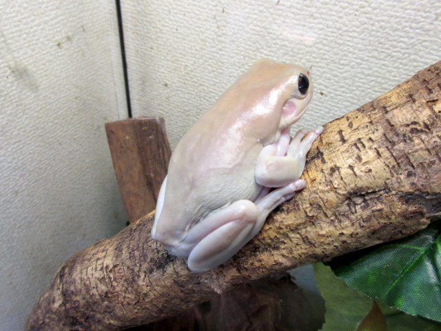 イエアメガエル(10)