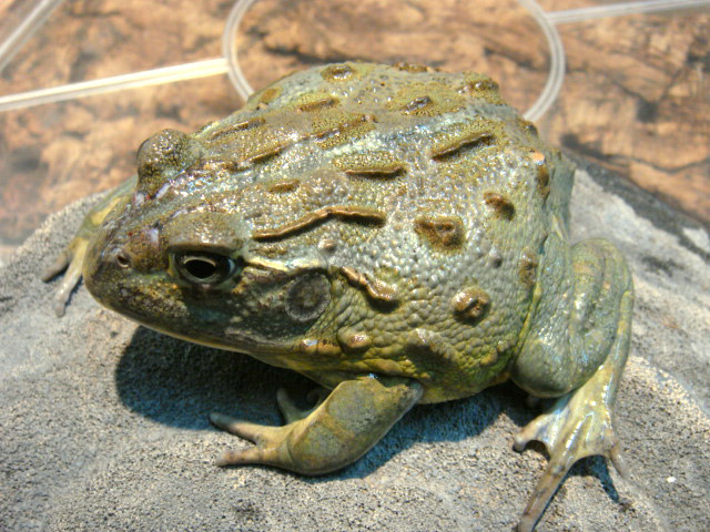 アフリカウシガエル(6)