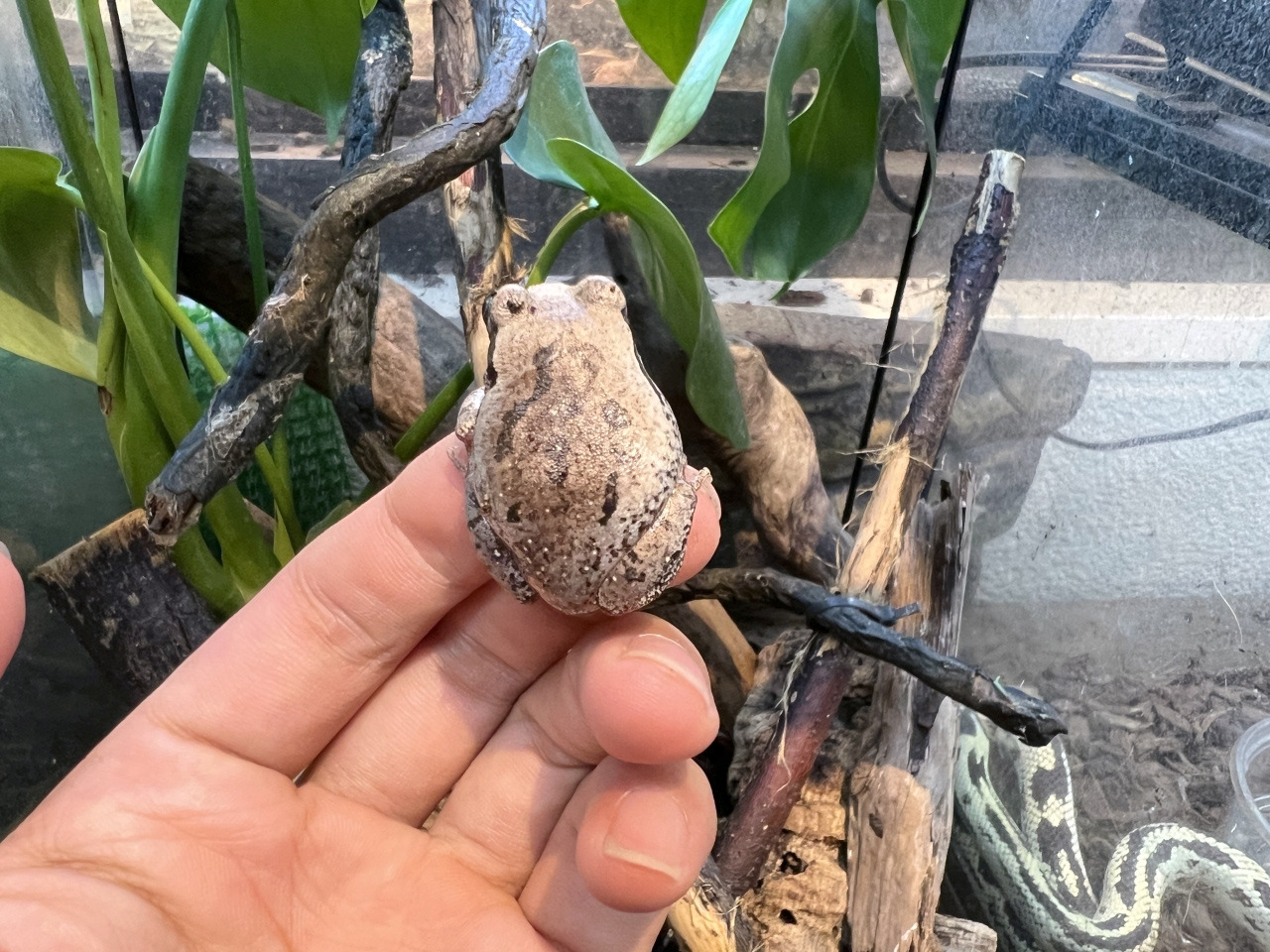 ヴィリディスオオクサガエル(4)