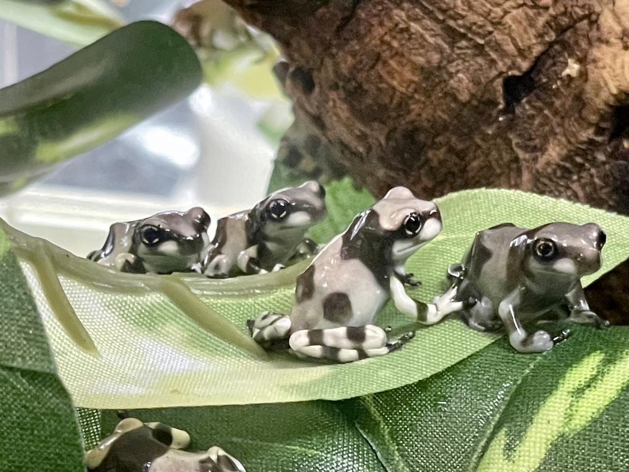 ミルキーフロッグ(5)