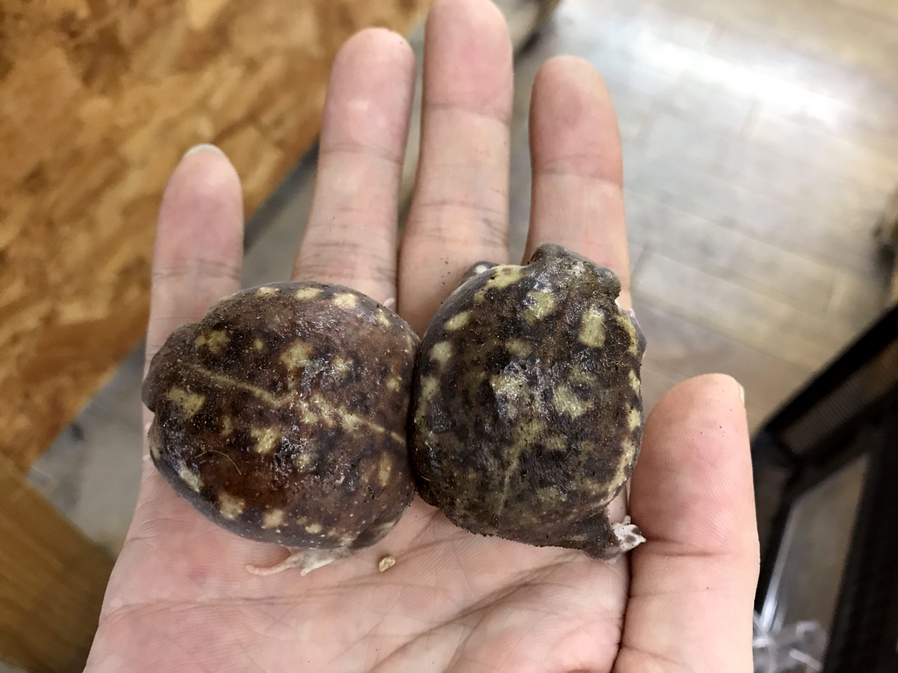 アメフクラガエル(4)