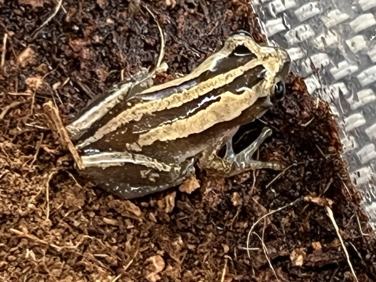 ミスジバナナガエル(2)