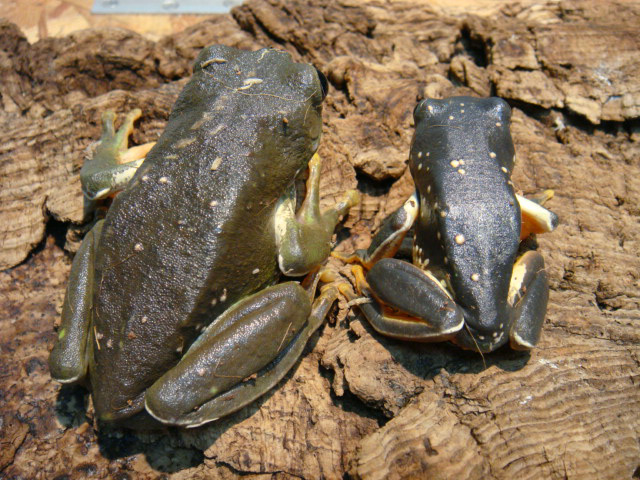 メキシコフトアマガエル(8)