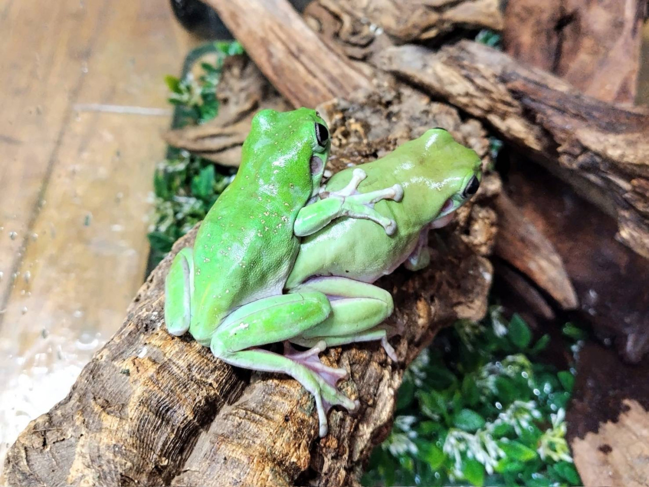 イエアメガエル(9)