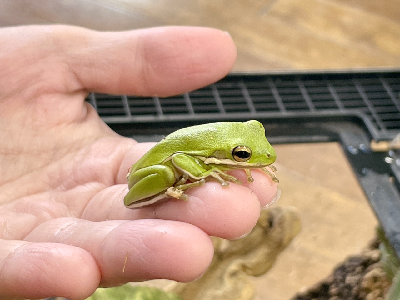 アメリカアマガエル カエル図鑑