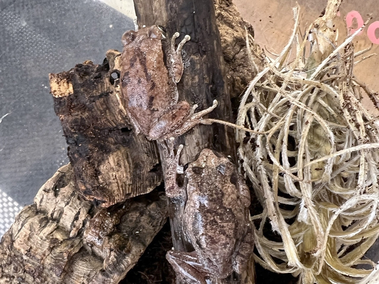 ワンガンオオクサガエル(3)