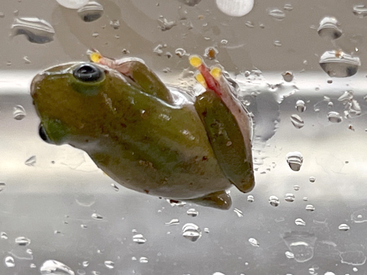 コシグロクサガエル(3)