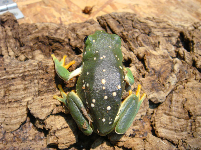 メキシコフトアマガエル(5)