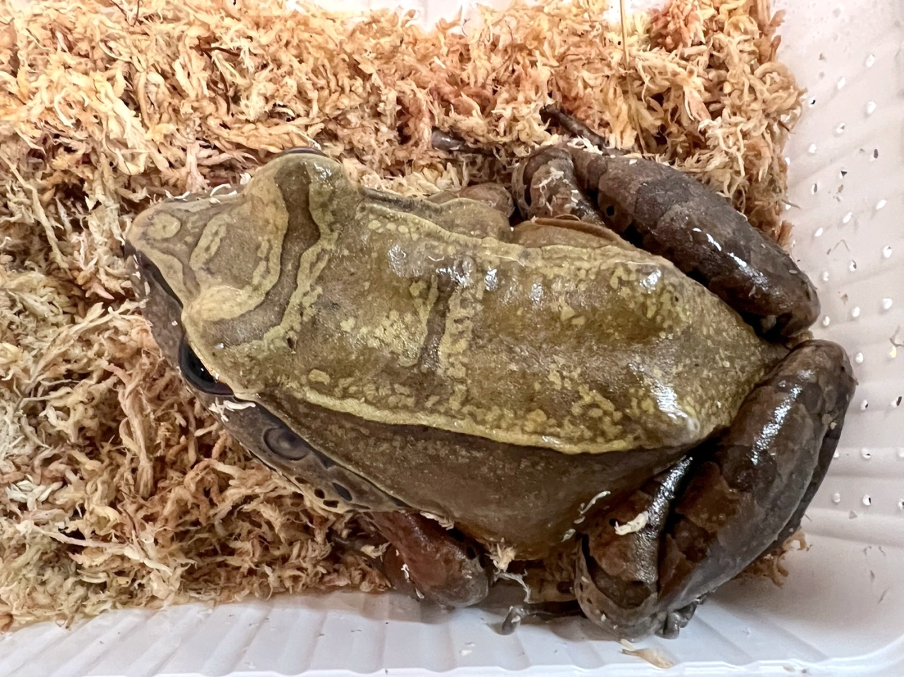 ナンベイウシガエル(2)