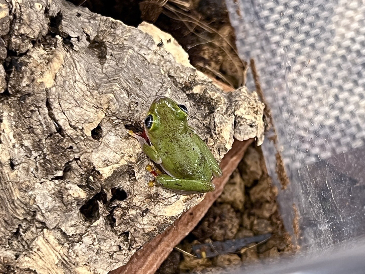 コシグロクサガエル(2)