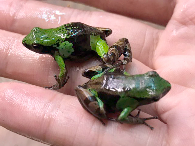 セミドリアデガエル