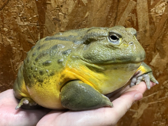 アフリカウシガエル