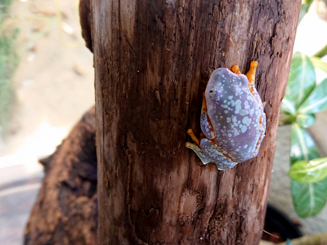 ケンランフリンジアマガエル(1)