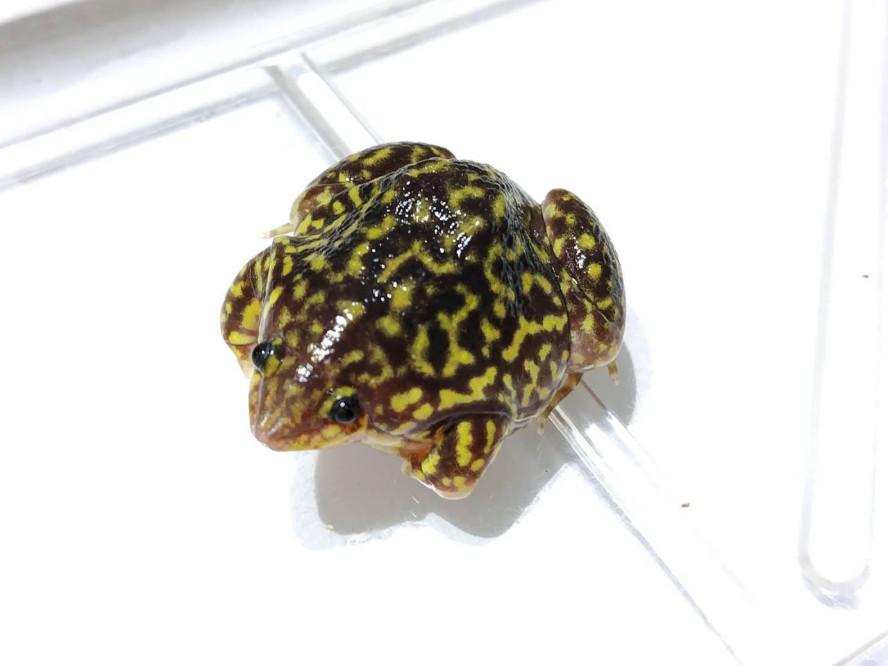 マダラアナホリガエル(1)