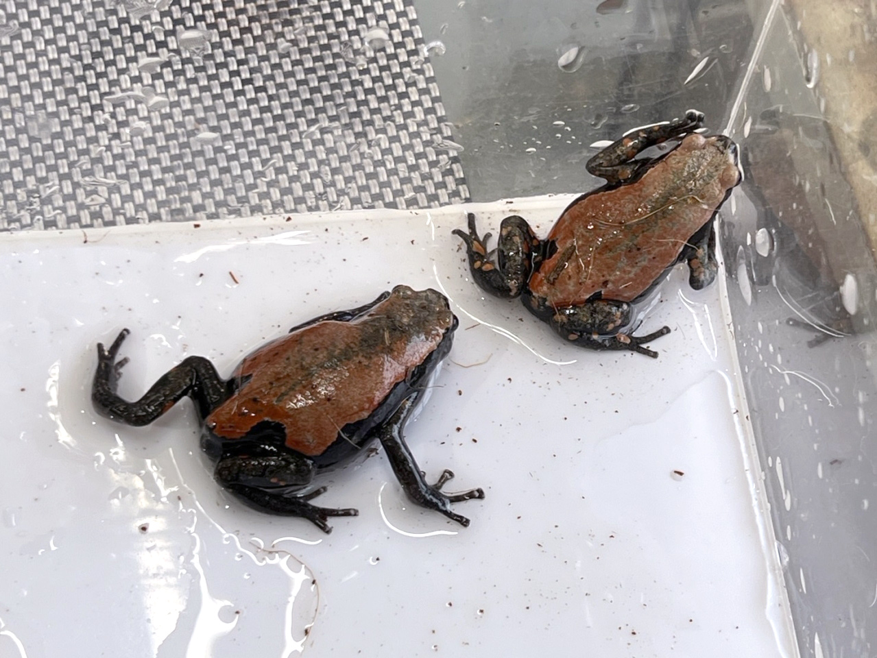 コガタナゾガエル(4)