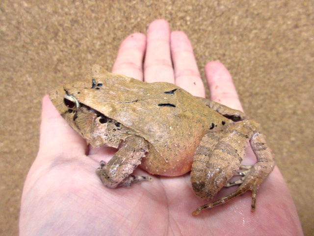 ハナトガリガエル(7)