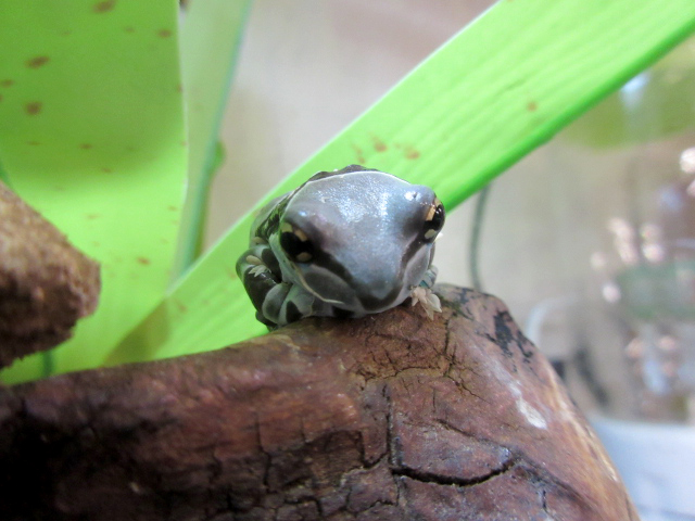 ミルキーフロッグ(11)