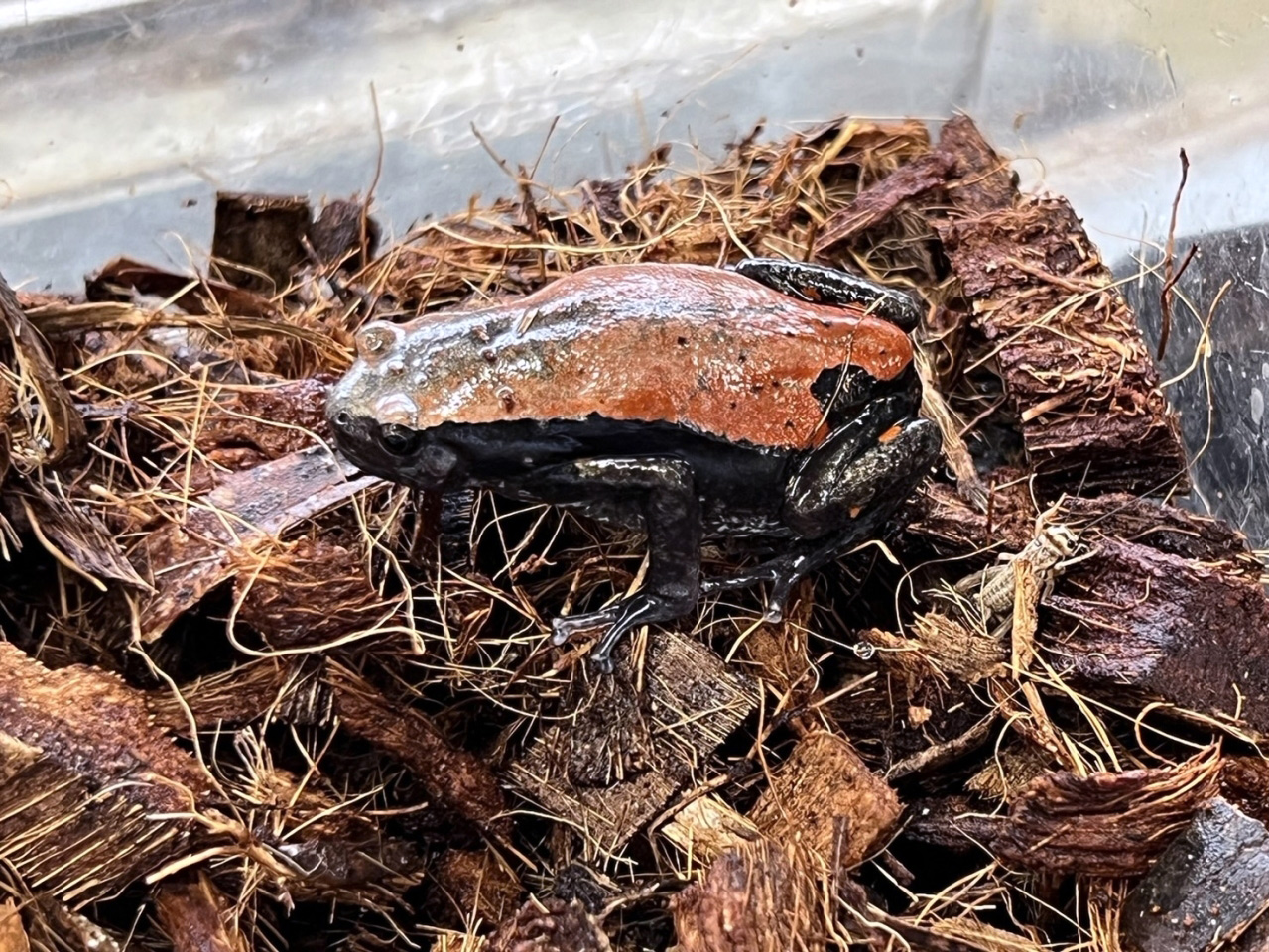 コガタナゾガエル(2)