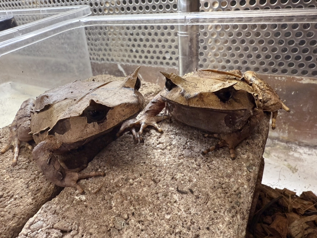 インターメディアフトコノハガエル(6)