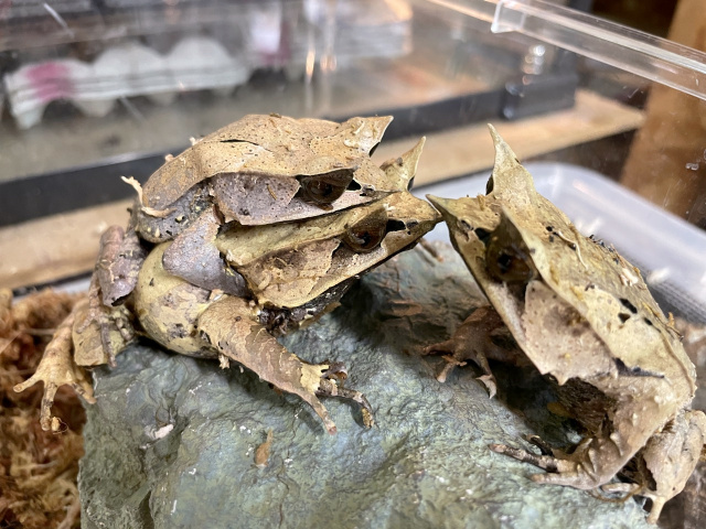 ミツヅノコノハガエル