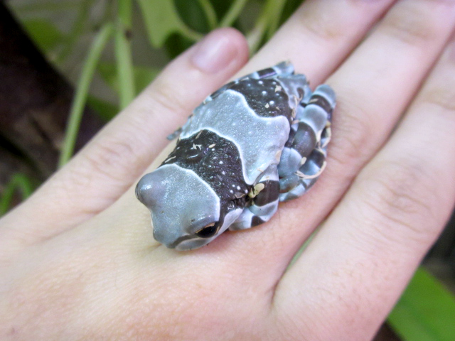 ミルキーフロッグ(8)