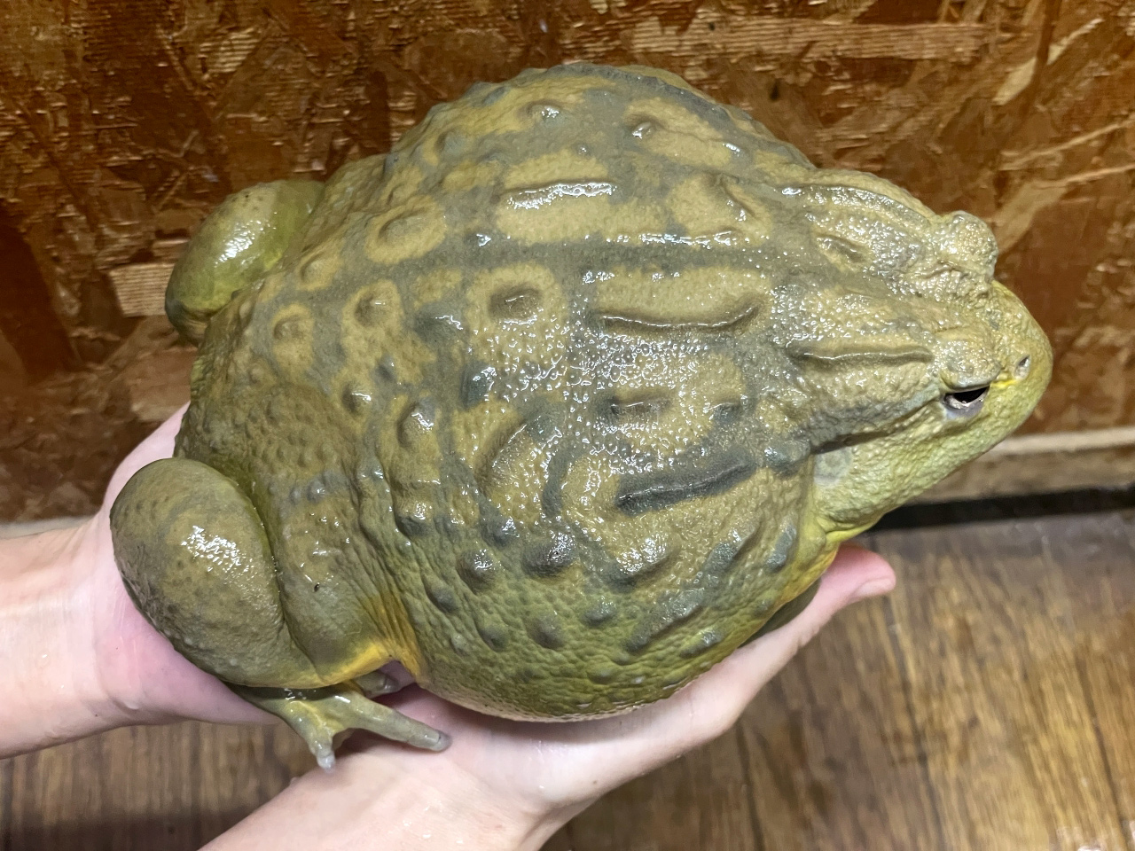 アフリカウシガエル(4)