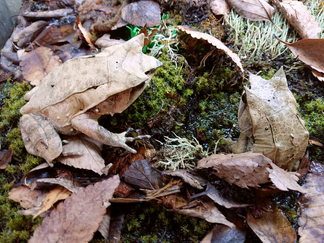 ミツヅノコノハガエル(4)