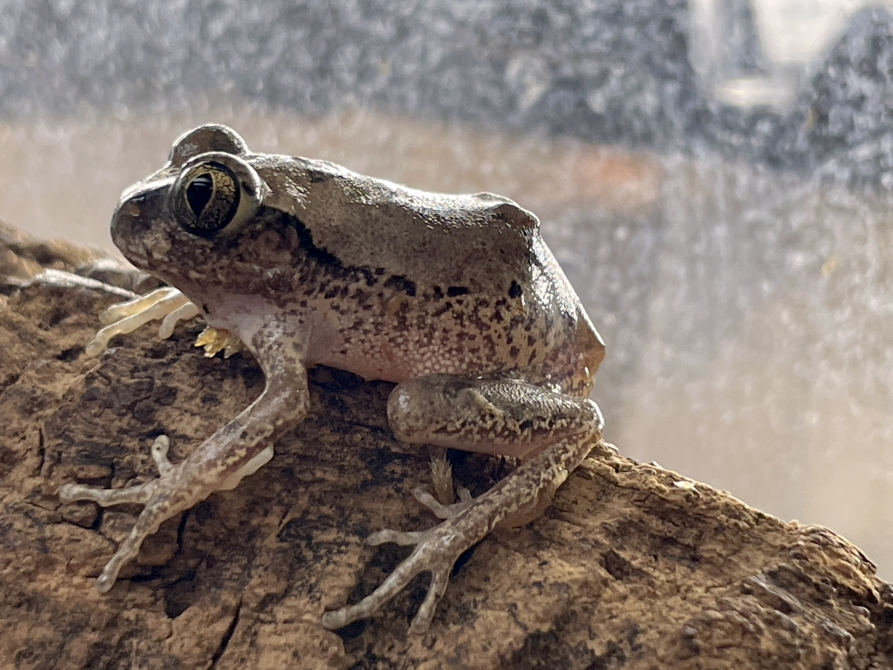 ヴィリディスオオクサガエル(7)