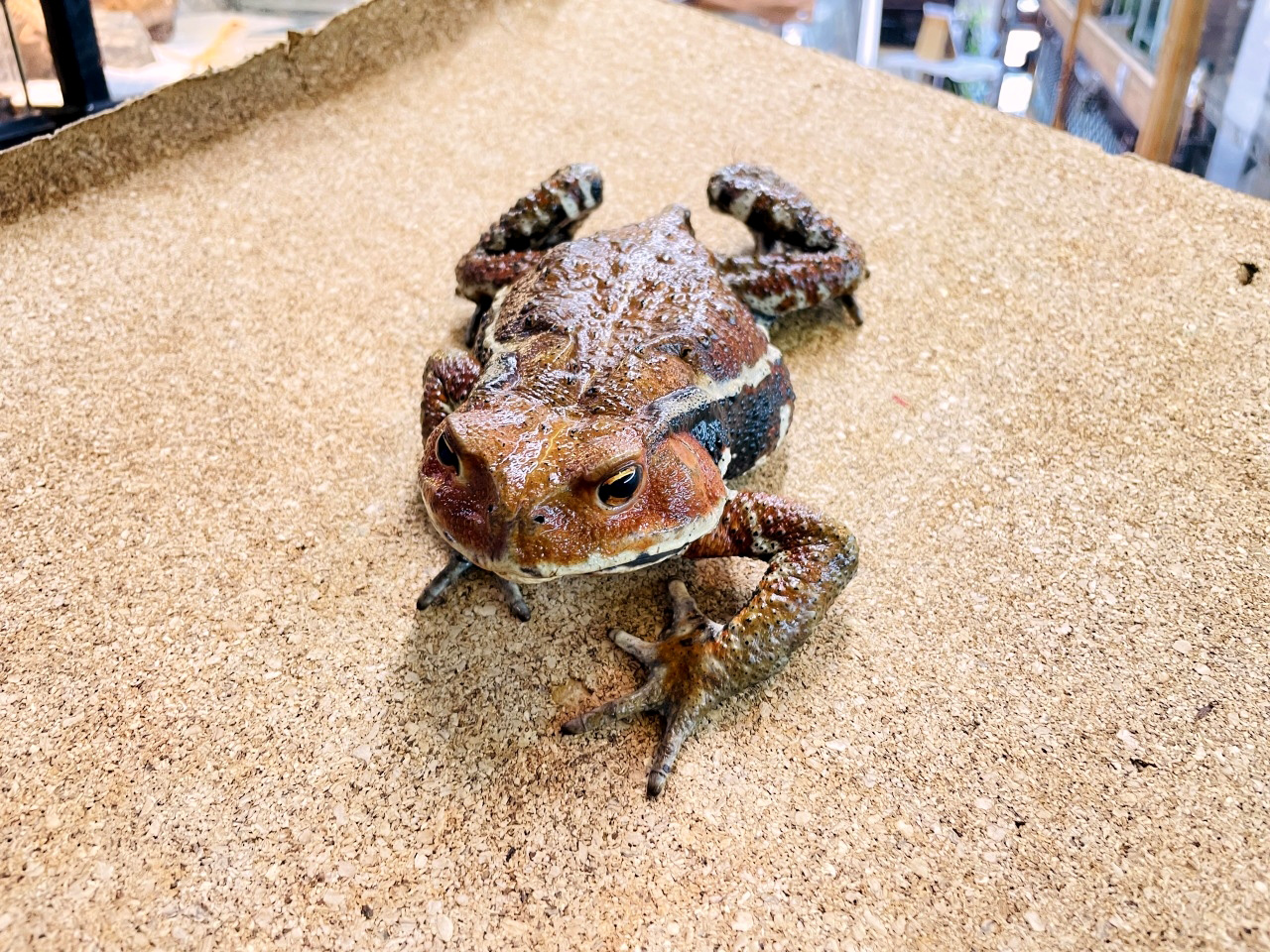 ニホンヒキガエル(5)