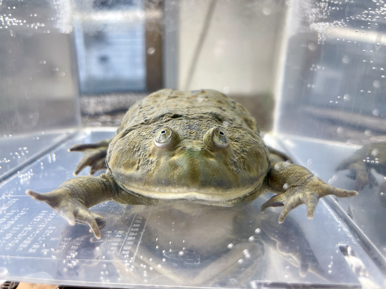 バジェットガエル(3)