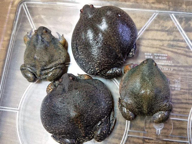 クチナシウミボウズガエル