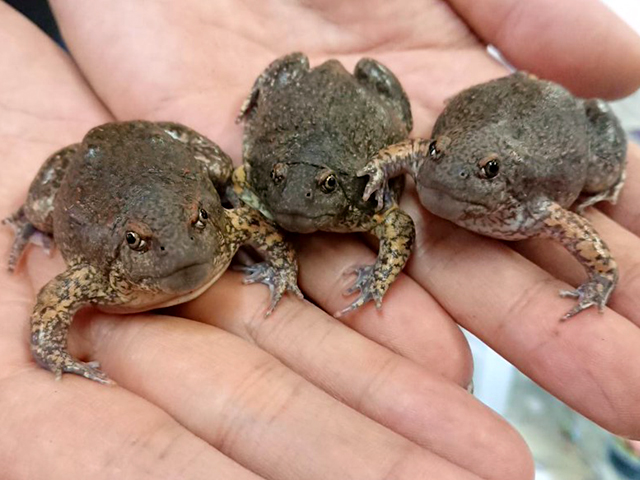 クチナシウミボウズガエル(3)