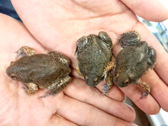 クチナシウミボウズガエル(4)