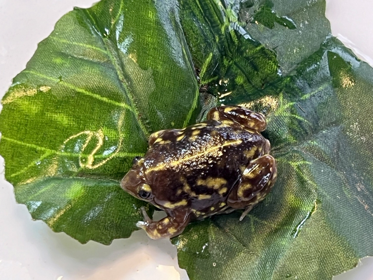 マダラアナホリガエル(2)