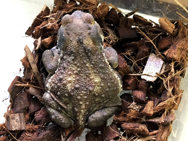 アズマヒキガエル