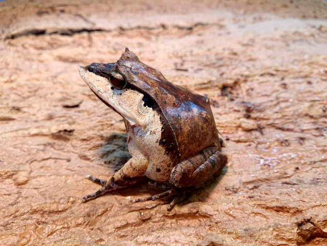 ハナトガリガエル