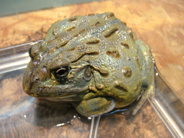 アフリカウシガエル(7)