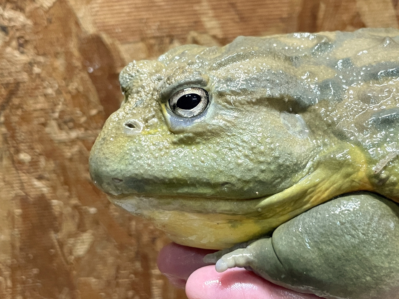 アフリカウシガエル(3)